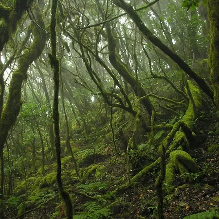 Toscal Santa Cruz de Tenerife